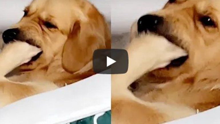 Este perro no deja de sumar reproducciones en YouTube