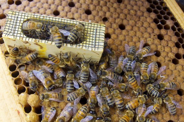 las exportaciones deben estar certificadas por el SENASA. las exportaciones deben estar certificadas por el SENASA.