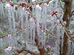 La fruta de carozo en la región, afectada por las heladas. La fruta de carozo en la región, afectada por las heladas.