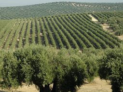 En España hay 2,78 millones de hectáreas de olivar, según datos de 2023. En España hay 2,78 millones de hectáreas de olivar, según datos de 2023.