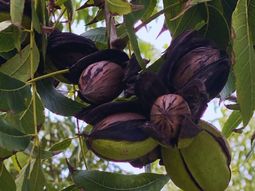 La producción crece en todo el país y ya llega a mercados como Estados Unidos, Europa, Asia y Medio Oriente. La producción crece en todo el país y ya llega a mercados como Estados Unidos, Europa, Asia y Medio Oriente.