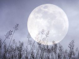 La Luna de Nieve se conoce también como Luna Brillante por su intensidad lumínica. La Luna de Nieve se conoce también como Luna Brillante por su intensidad lumínica.