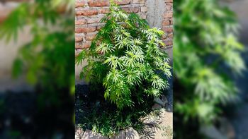 A veces los procedimientos por robos terminan con otras causas. A veces los procedimientos por robos terminan con otras causas.