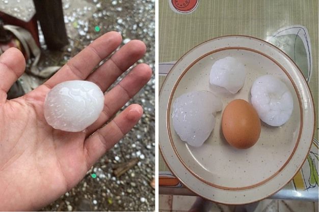 Tamaño del granizo que afectó ayer parte de la zona productiva de Sudáfrica.