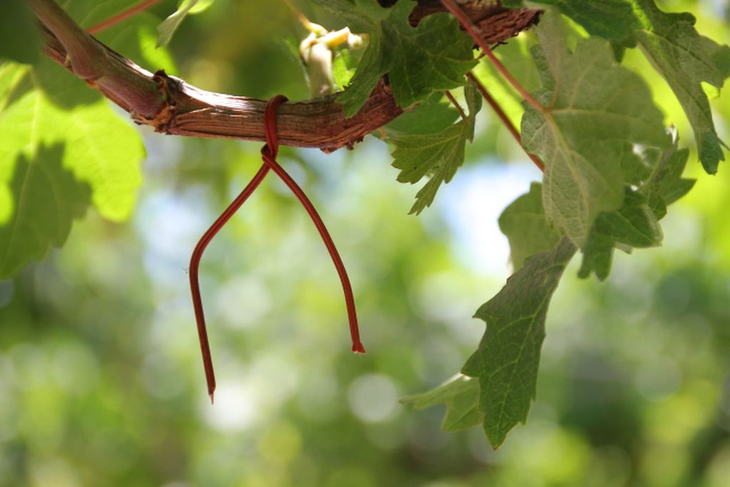 Mendoza viene desarrollando desde hace seis temporadas una estrategia activa para el control de Lobesia botrana. Mendoza viene desarrollando desde hace seis temporadas una estrategia activa para el control de Lobesia botrana.