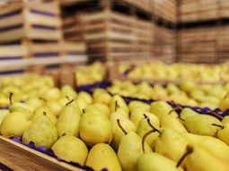 Los stocks de pera en el Alto Valle continuan siendo altos. Una preocupación adicional para los empresarios y productores. Los stocks de pera en el Alto Valle continuan siendo altos. Una preocupación adicional para los empresarios y productores.