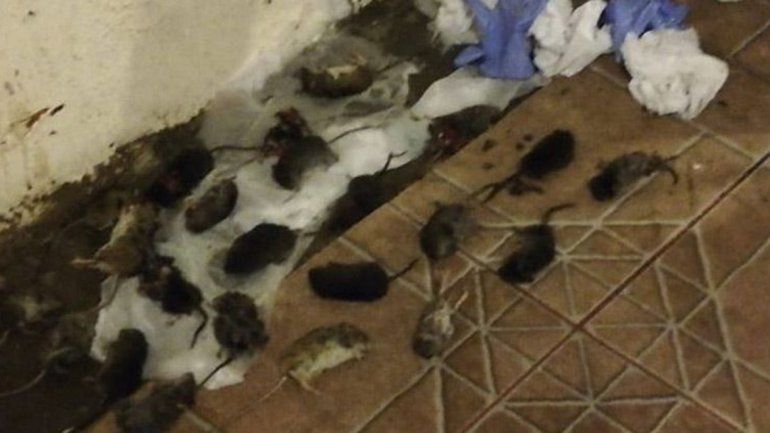 Autoridades de Chile toman medidas para reducir la cantidad de roedores en el Paso Samoré