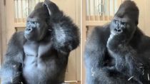 Kiyomasa es hijo de Shabani, un gorila que alcanzó notoriedad internacional por su apariencia. Kiyomasa es hijo de Shabani, un gorila que alcanzó notoriedad internacional por su apariencia.
