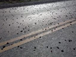 Tucura Sapo, una plaga que se expande por la Patagonia y que genera alerta en toda la región. Tucura Sapo, una plaga que se expande por la Patagonia y que genera alerta en toda la región.