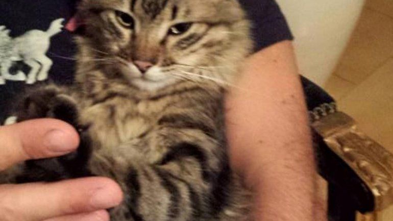 El gato Ogghy se perdió en la región de Toscana