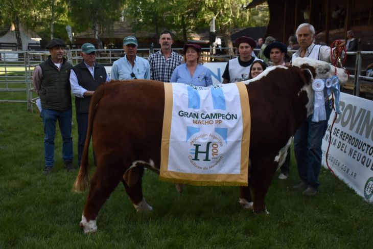 El Reservado Gran Campeón Macho Hereford Puro de Pedigree se vendió a $4.200.000. Foto: Fabricio Gonzalez El Reservado Gran Campeón Macho Hereford Puro de Pedigree se vendió a $4.200.000. Foto: Fabricio Gonzalez