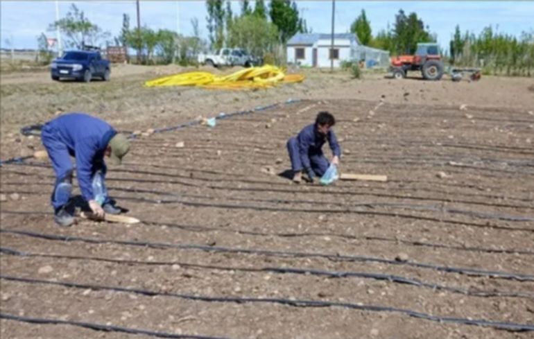 Cada parcela es un laboratorio a cielo abierto donde se busca información que hasta ahora no existe: cómo responde el maíz en las tierras de Santa Cruz. Cada parcela es un laboratorio a cielo abierto donde se busca información que hasta ahora no existe: cómo responde el maíz en las tierras de Santa Cruz.