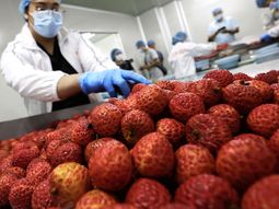 asi es la fruta exotica que esta conquistando a europa y america