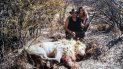 polemica por las fotos de victoria vanucci y matias garkunkel en un viaje de caceria por africa