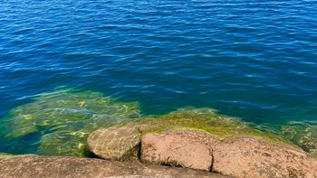 alerta roja por cianobacterias: los consejos para disfrutar de los lagos en zonas permitidas alerta roja por cianobacterias: los consejos para disfrutar de los lagos en zonas permitidas