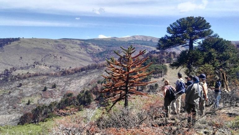 Sorpresa en Quillén: algunos árboles totalmente quemados volvieron a brotar
