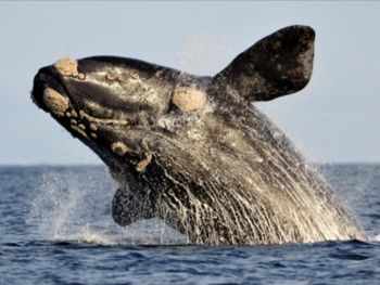 El fascinante video de una ballena franca que derivó en un hallazgo inédito para la ciencia (imagen ilustrativa). El fascinante video de una ballena franca que derivó en un hallazgo inédito para la ciencia (imagen ilustrativa).