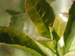 La relación gasoil y yerba mate mejoró un 40% interanual, requiriendo 5 kg por litro de combustible. Foto: INYM La relación gasoil y yerba mate mejoró un 40% interanual, requiriendo 5 kg por litro de combustible. Foto: INYM