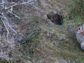 Fallo inédito en Ushuaia reconoce derechos a los conejos y causa alarma agropecuaria.