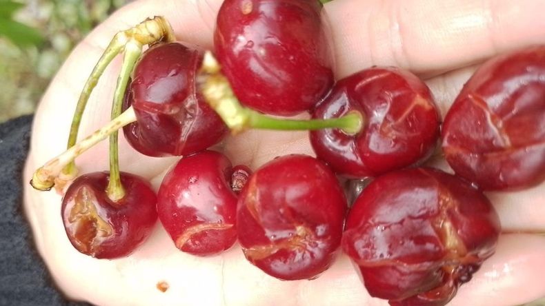 La piedra causó fuerte daño en la cereza de Chimpay. | LM Neuquen La piedra causó fuerte daño en la cereza de Chimpay.