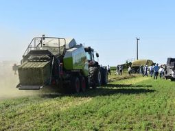 El productor que bajó los brazos en la fruticultura ve en el cultivo de forrajes una salida muy tentadora. El productor que bajó los brazos en la fruticultura ve en el cultivo de forrajes una salida muy tentadora.