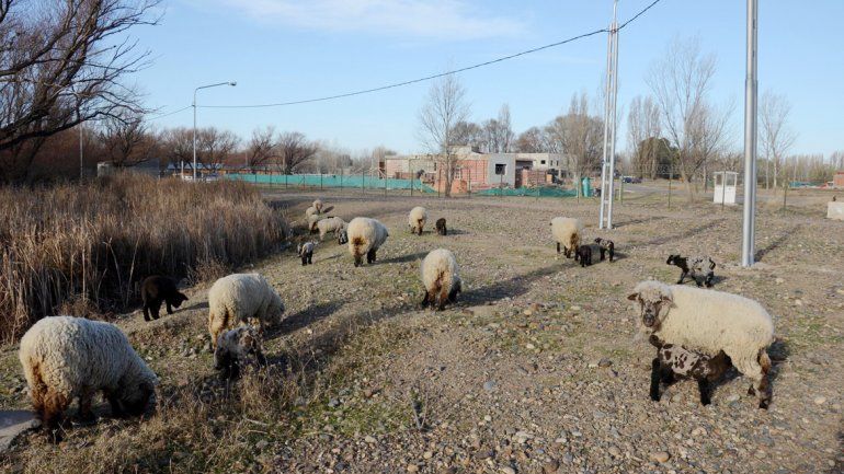 La zona rural de Valentina va desapareciendo de a poco.