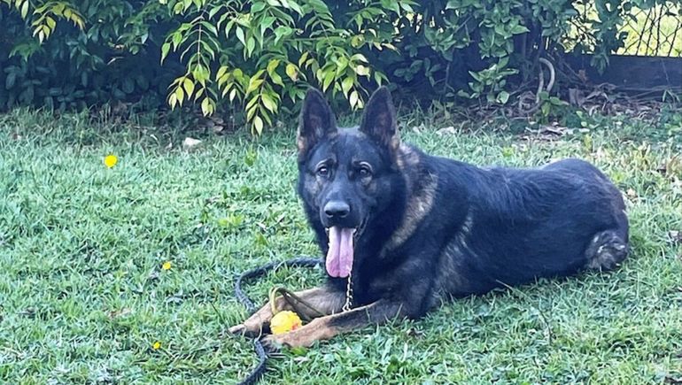 Un país busca a un perro policía que se perdió