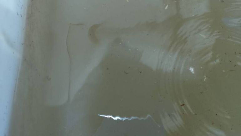 Vecinos de un barrio de Neuquén denuncian que les llevan agua con gusanos