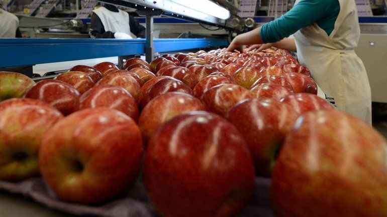 Nueve frutícolas en la mira por exportaciones simuladas: ¿cuáles son?