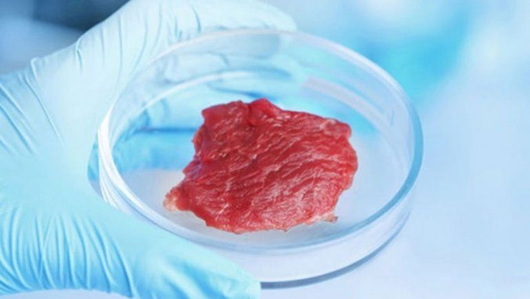 Producen carne sin sacrificar ni una sola vaca, ¿te comerías un bife cultivado?