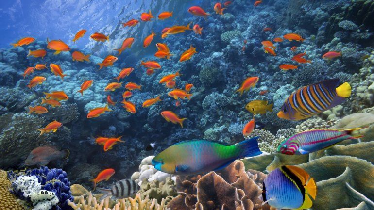 ¿Qué significa soñar con peces?