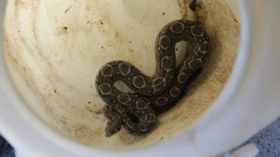 Le apareció una boa dentro del auto mientras manejaba por el centro de Córdoba