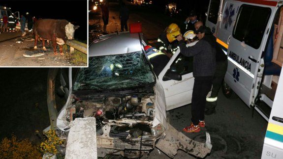 Un auto chocó contra un toro que se le cruzó en la ruta en Junín