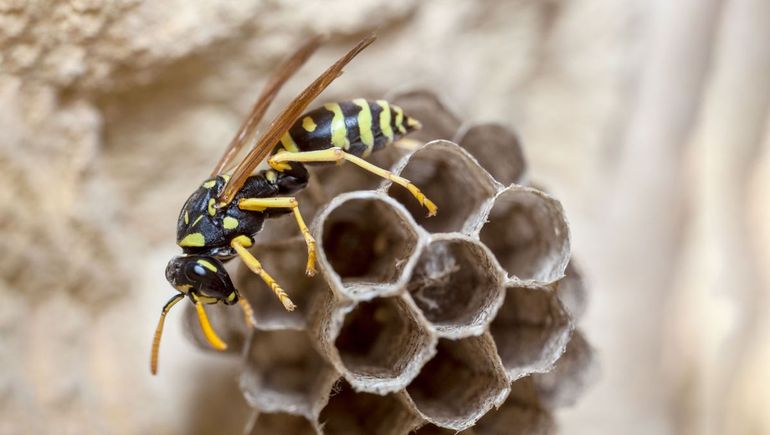 Una avispa en su panal Una avispa en su panal