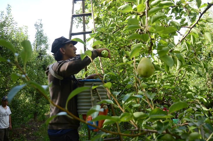 Cada trabajador cosecha en promedio entre cuatro y cinco bins por día. Cada trabajador cosecha en promedio entre cuatro y cinco bins por día.