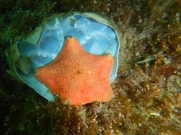 Es la primera vez a nivel global que los científicos documentan una especie de estrella de mar que incuba a sus crías en el estómago: la Asterina fimbriata. Es la primera vez a nivel global que los científicos documentan una especie de estrella de mar que incuba a sus crías en el estómago: la Asterina fimbriata.