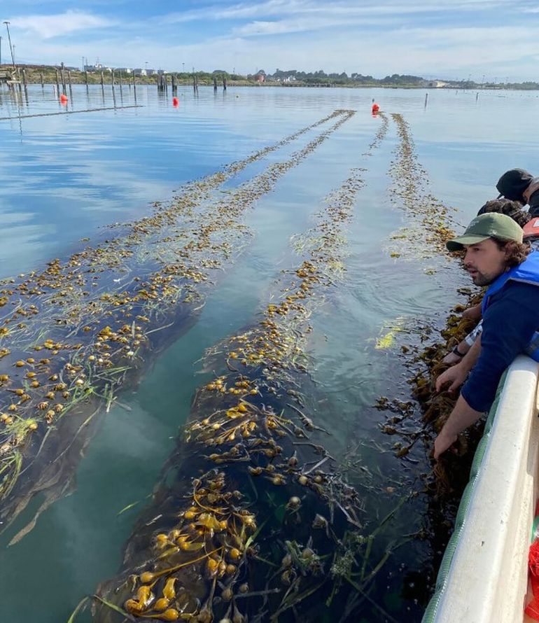 Del mar a la producci&oacute;n: Santa Cruz desarrolla el primer cultivo de algas de la Argentina