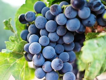 De la vid al botella: cadena liberada de 973 normas. INV enfocado en calidad, no en control total. De la vid al botella: cadena liberada de 973 normas. INV enfocado en calidad, no en control total.