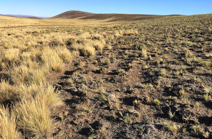 El pastoreo continuo aceleró la degradación, provocando el reemplazo de especies valiosas de los pastizales. El pastoreo continuo aceleró la degradación, provocando el reemplazo de especies valiosas de los pastizales.