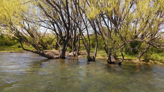 Denuncian tala irregular de árboles en el Chimehuín