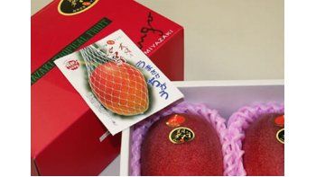 pagaron un precio record por dos mangos en japon pagaron un precio record por dos mangos en japon