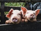 Comienza a frenarse la importación de cerdos provenientes de Brasil.