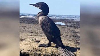 las grutas: intentan liberar a un bigua enredado con una tanza las grutas: intentan liberar a un bigua enredado con una tanza