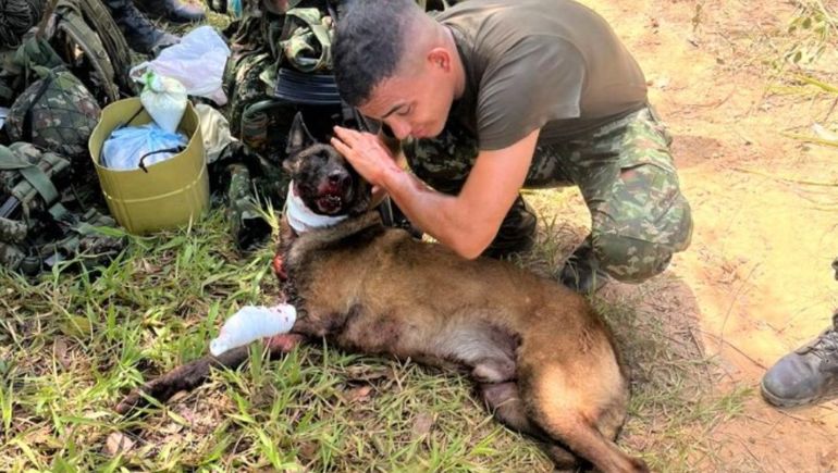El perro del Ejército de Colombia se sentó accidentalmente sobre un explosivo y perdió una de sus extremidades.