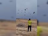 El espectáculo de 100 cóndores volando en la provincia de Neuquén: ¿Qué hacían todos juntos?