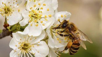 conoce el rol fundamental que tienen las abejas en la produccion de peras y manzanas en el alto valle conoce el rol fundamental que tienen las abejas en la produccion de peras y manzanas en el alto valle
