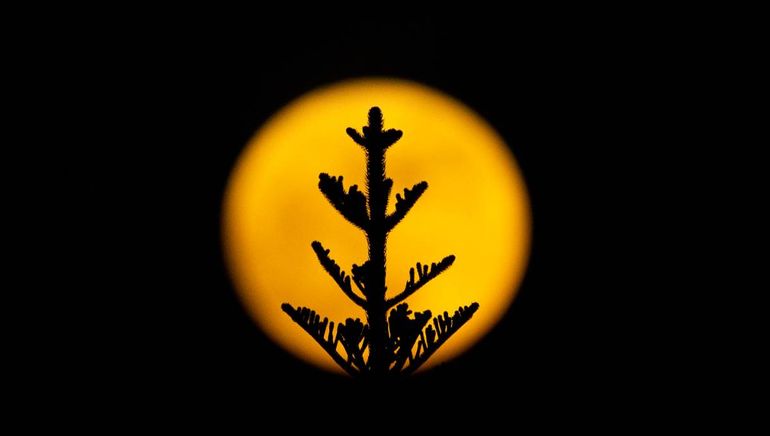 La superluna del 5 de noviembre será la más brillante y cercana de 2025, visible a simple vista desde todos los continentes. La superluna del 5 de noviembre será la más brillante y cercana de 2025, visible a simple vista desde todos los continentes.