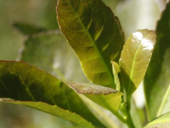 La relación gasoil y yerba mate mejoró un 40% interanual, requiriendo 5 kg por litro de combustible. Foto: INYM La relación gasoil y yerba mate mejoró un 40% interanual, requiriendo 5 kg por litro de combustible. Foto: INYM