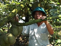 El durián representó cerca de la mitad del valor importado, mientras las cerezas se consolidaron como la segunda fruta más demandada. El durián representó cerca de la mitad del valor importado, mientras las cerezas se consolidaron como la segunda fruta más demandada.