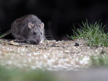 Nuevas medidas preventivas por Hantavirus.&nbsp;